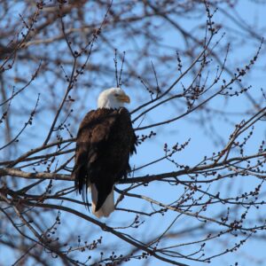 Eagle Watching along Mississippi River
